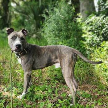 Mixed Breed Dogs Available for Adoption in Lakeland, Florida - Malcom | PetCurious