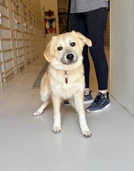 Great Pyrenees Dogs Available for Adoption in Chicago, Illinois - Socks | PetCurious