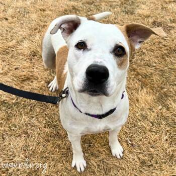 Rescue Pit Bull Terrier Dogs for Adoption in Fort Collins, Colorado - Maple | PetCurious