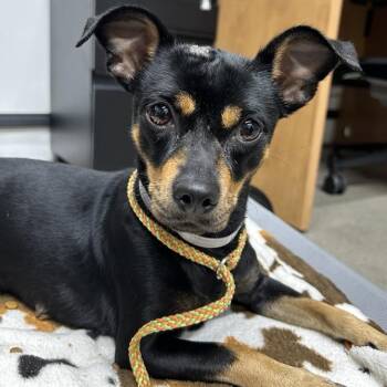 Violet -  Chihuahua Dog for Adoption in Hawthorne, California - Violet | PetCurious