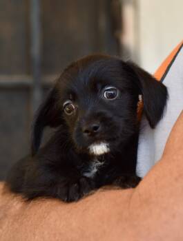Monday -  Chihuahua Dog for Adoption in Los Angeles, California - Monday | PetCurious