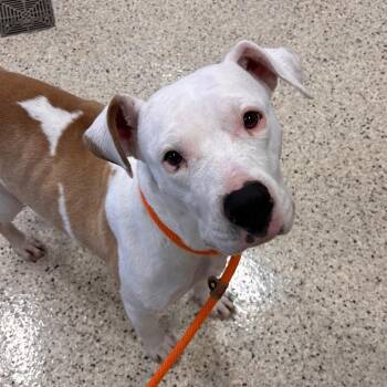 Pit Bull Terrier and Mixed Breed Dogs Available for Adoption - Mercy | PetCurious