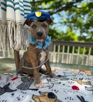 Sarge -  Boxer and Pit Bull Terrier Dog for Adoption - Sarge | PetCurious