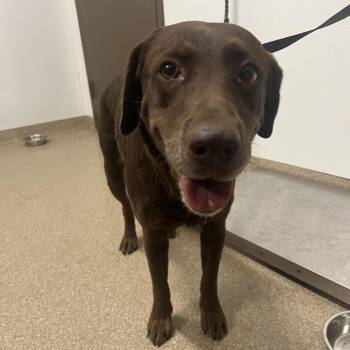 Hazel -  Labrador Retriever and Mixed Breed Dog for Adoption in League City, Texas - Hazel | PetCurious