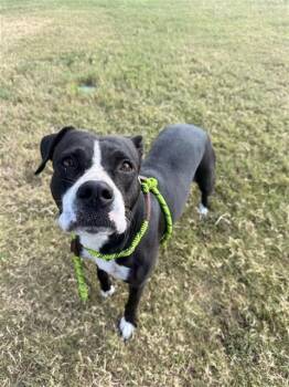 TWIX -  Pit Bull Terrier and Mixed Breed Dog for Adoption in Corpus Christi, Texas - TWIX | PetCurious