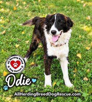 Odie -  Australian Shepherd Dog for Adoption in Joliet, Illinois - Odie | PetCurious