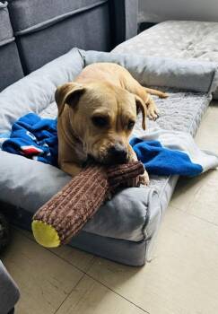 Sandy -  Mixed Breed Dog for Adoption in New York, New York - Sandy | PetCurious