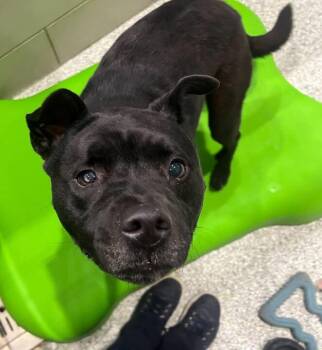 Rescue Shar Pei Dogs for Adoption in Jackson, Michigan - Sabrina | PetCurious