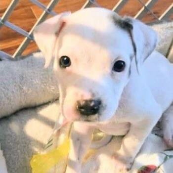 Petunia Pearl -  American Bulldog and Pit Bull Terrier Dog for Adoption in New Orleans, Louisiana - Petunia Pearl | PetCurious