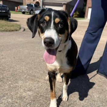 Rescue Mountain Dog and Mixed Breed Dogs for Adoption in Houston, Texas - Lucy Fka Indigo | PetCurious