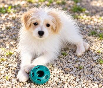 Colson -  Pomapoo Dog for Adoption in Union Grove, Wisconsin - Colson | PetCurious