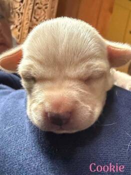 Cookie (AL) -  Chihuahua Dog for Adoption in New York, New York - Cookie (AL) | PetCurious