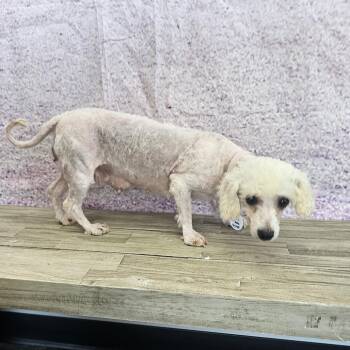 Emma -  Bichon Frise Dog for Adoption in Normal, Illinois - Emma | PetCurious