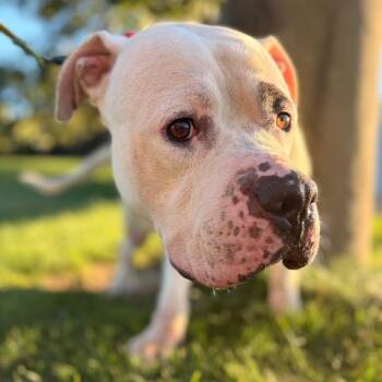 Oyster -  Mixed Breed Dog for Adoption in Pittsburgh, Pennsylvania - Oyster | PetCurious