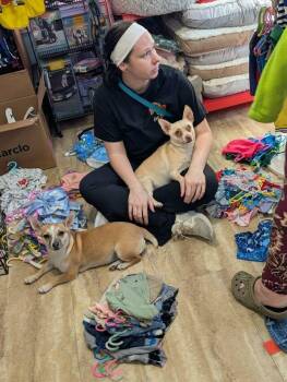Lucy (actual) -  Mixed Breed Dog for Adoption in Cincinnati, Ohio - Lucy (actual) | PetCurious