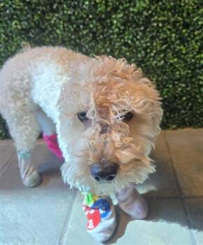 61104043 -  Poodle and Mixed Breed Dog Available for Adoption in El Paso, Texas - 61104043 | PetCurious