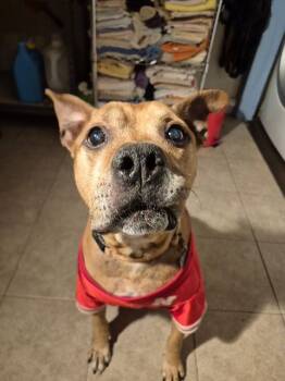 American Staffordshire Terrier Dogs Available for Adoption - Baxter | PetCurious