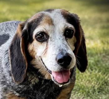 Joan Baez -  Beagle Dog for Adoption in Thomasville, North Carolina - Joan Baez | PetCurious
