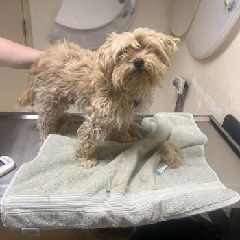 Poodle and Mixed Breed Dogs Available for Adoption - Carmela | PetCurious