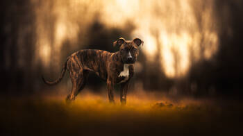 Rescue Pit Bull Terrier Dogs for Adoption in Port Angeles, Washington - Stevie | PetCurious