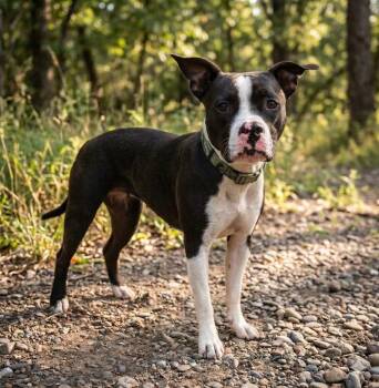 Willow -  Boston Terrier Dog for Adoption in Wooster, Ohio - Willow | PetCurious