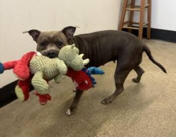Darlin -  Pit Bull Terrier Dog for Adoption in Cleveland, Ohio - Darlin | PetCurious