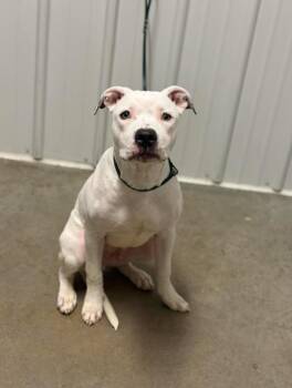 Pit Bull Terrier Dogs Available for Adoption in Lancaster, Ohio - Shrimp Toast | PetCurious
