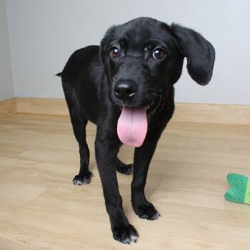 Rescue Black Labrador Retriever and Mixed Breed Dogs for Adoption in Minnetonka, Minnesota - JC Welch D67068 | PetCurious
