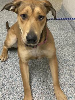 BABY GIRL -  Labrador Retriever and Mixed Breed Dog for Adoption in Long Beach, California - BABY GIRL | PetCurious