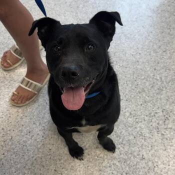 Thor -  Pit Bull Terrier Dog for Adoption in Des Moines, Iowa - Thor | PetCurious