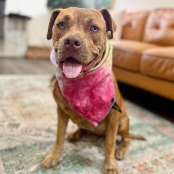 Dolly Lolly the Lovable Snuggle Queen -  Pit Bull Terrier and American Bully Dog for Adoption in Friendswood, Texas - Dolly Lolly The Lovable Snuggle Queen | PetCurious