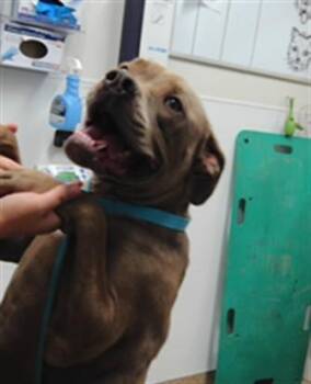 A071412 -  Pit Bull Terrier and Mixed Breed Dog for Adoption in Albuquerque, New Mexico - A071412 | PetCurious