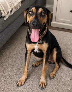 Riley Jane -  Black And Tan Coonhound and American Foxhound Dog for Adoption in Houston, Texas - Riley Jane | PetCurious