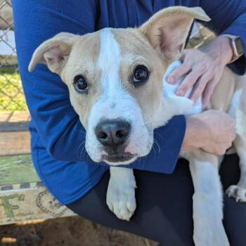 Mixed Breed Dogs Available for Adoption - KREME  Available NOW - ADOPTION Or RESCUE! | PetCurious