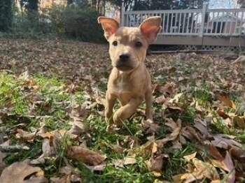 Rescue Labrador Retriever Dogs for Adoption in Wake Forest, North Carolina - Eagle | PetCurious