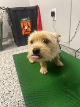 Yorkshire Terrier and French Bulldog Dogs Available for Adoption in Clarksville, Tennessee - Diamond | PetCurious