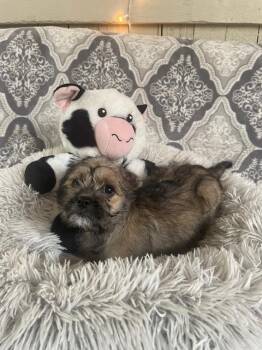 Dachshund and Pug Dogs Available for Adoption - Papa Cody Pups (Cressida) | PetCurious