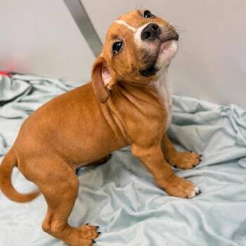 Mixed Breed Dogs Available for Adoption - Heart | PetCurious