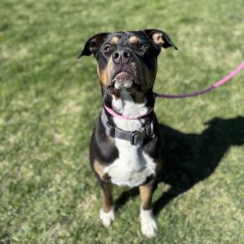 Mixed Breed Dogs Available for Adoption in Spokane, Washington - Rudy | PetCurious