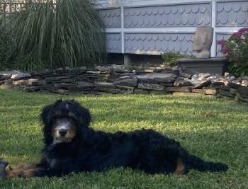 Bernadoodle Dogs Available for Adoption in West Cape May, New Jersey - SKEETER | PetCurious