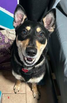 Geneva -  German Shepherd Dog and Husky Dog for Adoption in Coupeville, Washington - Geneva | PetCurious