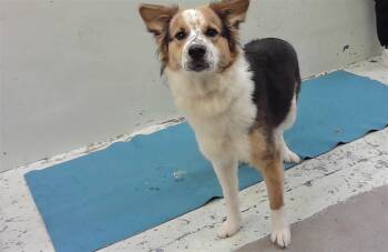 Labrador Retriever and Mixed Breed Dogs Available for Adoption - OREO | PetCurious