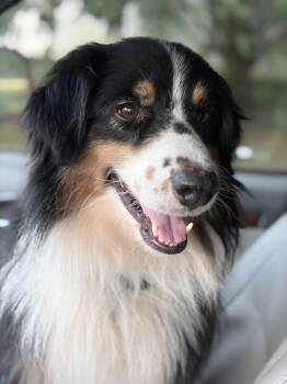 Scout -  Australian Shepherd Dog for Adoption in Covington, Louisiana - Scout | PetCurious