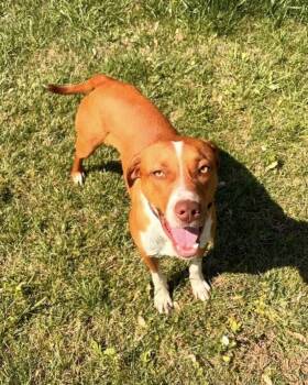 Foxhound and Beagle Dogs Available for Adoption in Columbia, Tennessee - Royal CP | PetCurious