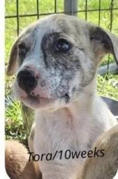 Labrador Retriever Dogs Available for Adoption in Colorado Springs, Colorado - Tora | PetCurious