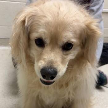 Cocker Spaniel and Mixed Breed Dogs Available for Adoption in Murray, Utah - Biscuit | PetCurious