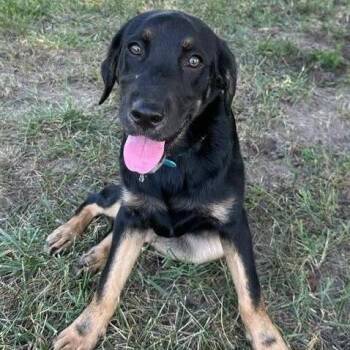 Avery -  Black Labrador Retriever and Shepherd Dog for Adoption in Silver Spring, Maryland - Avery | PetCurious