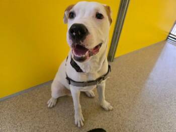 Pointer and Hound Dogs Available for Adoption in Ames, Iowa - LANDO | PetCurious