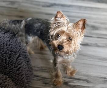 Yorkshire Terrier Dogs Available for Adoption in Scottsdale, Arizona - Renny | PetCurious
