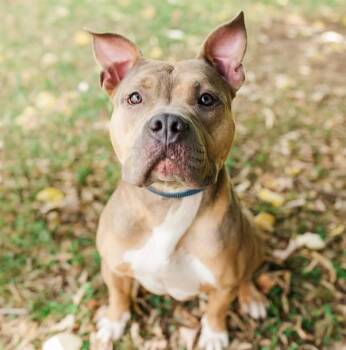 Turnip -  Mixed Breed Dog for Adoption in Nashville, Tennessee - Turnip | PetCurious